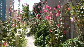 Talmont-sur-Gironde, une des capitales de la rose trémière