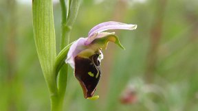 25 mai 2021 Ophrys bourdon Grasberg