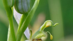 13 juin 2021 Ophrys abeille au Grasberg