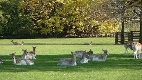 Parc de la Tête d'Or - les daims