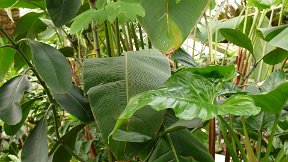 Parc de la Tête d'Or - Serres tropicales