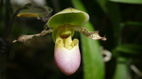 Parc de la Tête d'Or - Serres tropicales