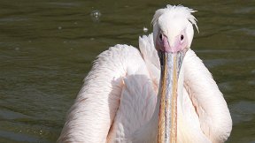 Parc de la Tête d'Or - Pélican