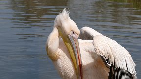 Parc de la Tête d'Or - Pélican