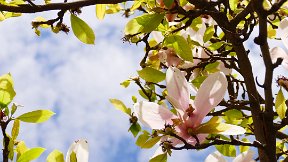 Place des Célestins - magnolias en fleur