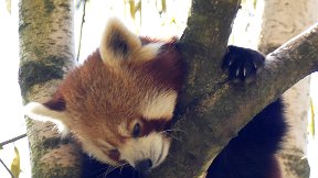 Parc de la Tête d'Or - Panda roux