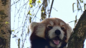 Parc de la Tête d'Or - Panda roux