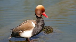 Parc de la Tête d'Or - Nette rousse