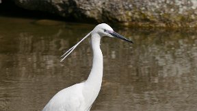 Parc de la Tête d'Or - Aigrette garzette