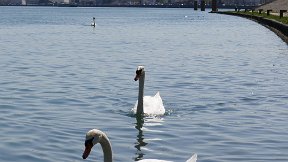 Confluence - cygnes sur le Rhône